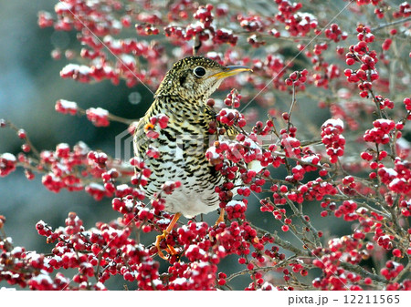 野鳥 12211565