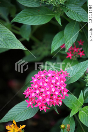 サンタンカ 12211594