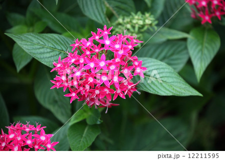 サンタンカ 12211595