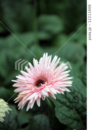 ガーベラ 12211606