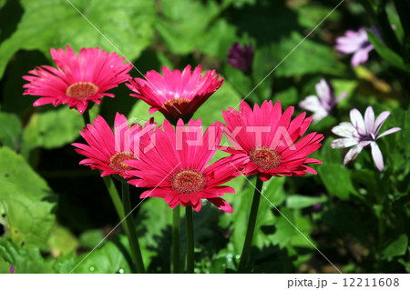ガーベラ 12211608