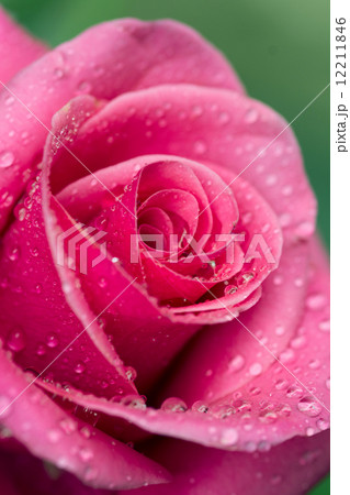 紅い薔薇 紅い薔薇 12211846