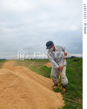稲刈り(籾殻の廃棄) 稲刈り(籾殻の廃棄) 12211917