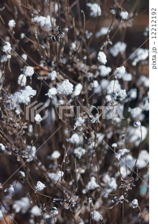 秋明菊　シュウメイギクの実 12212192