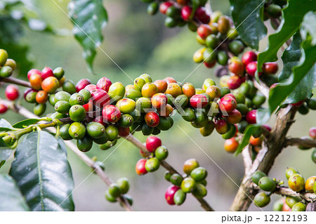 Close up red berries coffee beans  12212193