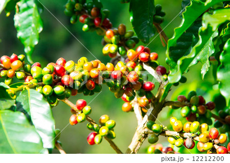 Coffee beans Coffee beans 12212200