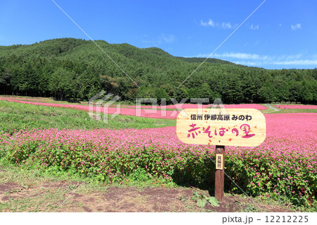 赤そば畑 赤そば畑 12212225