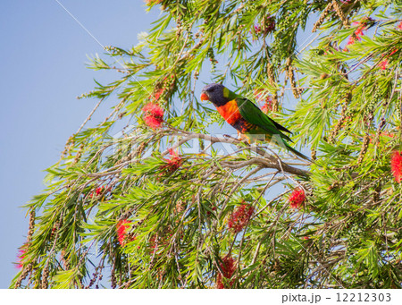 Lorikeet Lorikeet 12212303