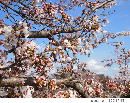 彦根城と桜 12212454