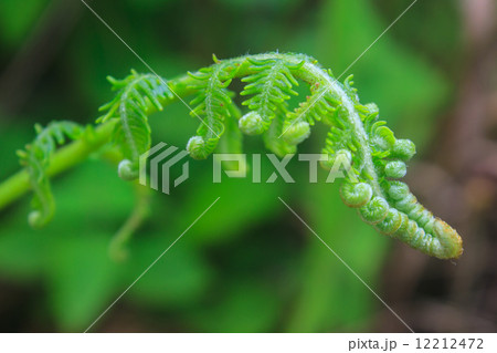 Close up of fern leaf with water drops 12212472