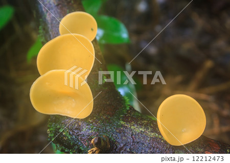 Champagne mushrooms (Fungi Cup) 12212473