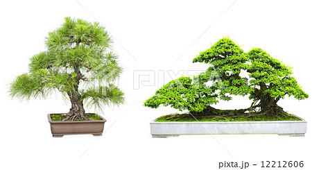 Set of bonsai Set of bonsai 12212606