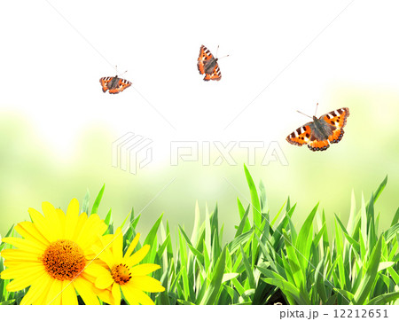 Green grass and butterflies Green grass and butterflies 12212651