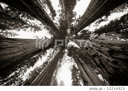 Giant tree 12214323