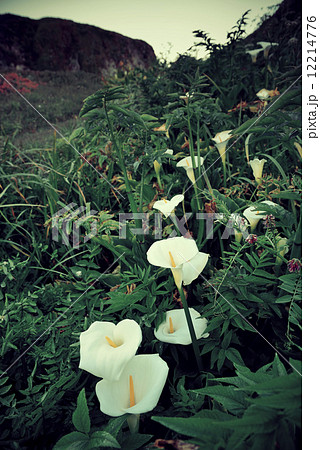 Lily Valley Big Sur Lily Valley Big Sur 12214776