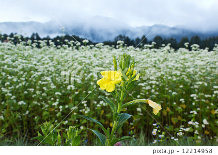 月見草とそば畑 月見草とそば畑 12214958