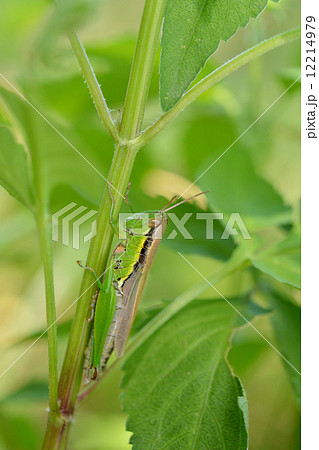コバネイナゴ 12214979