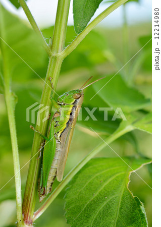コバネイナゴ 12214980