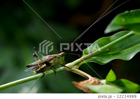 鳴いているササキリ 鳴いているササキリ 12214989