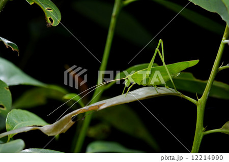 セスジツユムシ（メス） 12214990