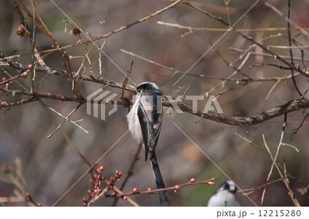 柄長 エナガと申します。小さな鳥です。 柄長 エナガと申します。小さな鳥です。 12215280
