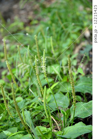 オオバコの全草 12215425