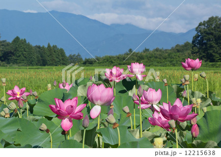 蓮畑 12215638