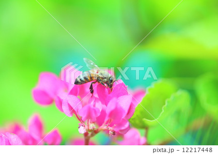アブとアサヒカズラ アブとアサヒカズラ 12217448