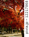 紅葉　神奈川 12217868