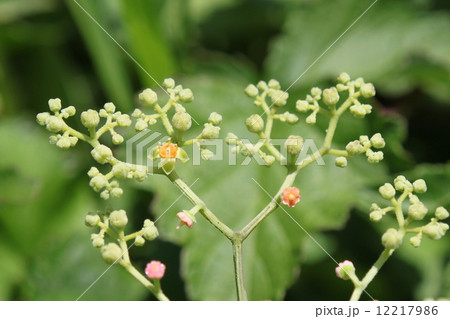 ヤブガラシの花と花盤の写真素材