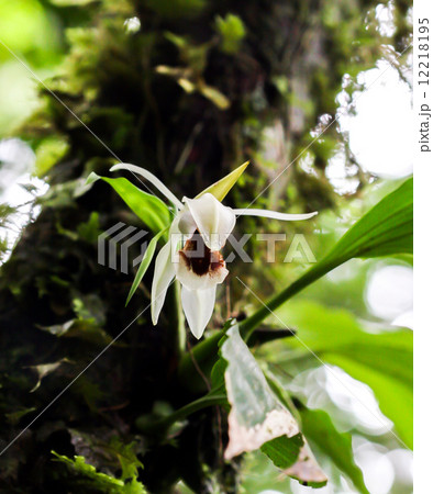 red orchid from forest of thailand 12218195