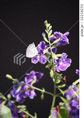 ヤマトシジミ 12218253