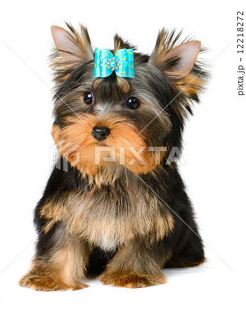 yorkshire terrier yorkshire terrier 12218272