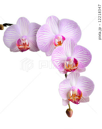 orchid orchid 12218347