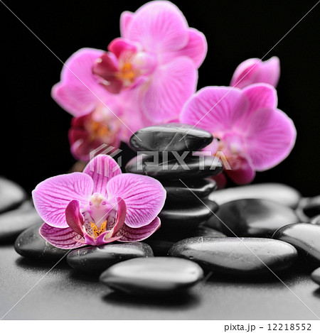 orchid 12218552