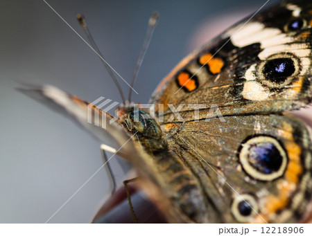 Common Buckeye Junonia Coenia 12218906