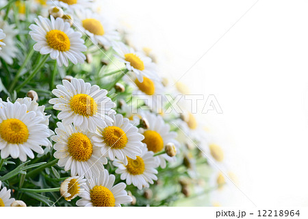 naure power 12218964