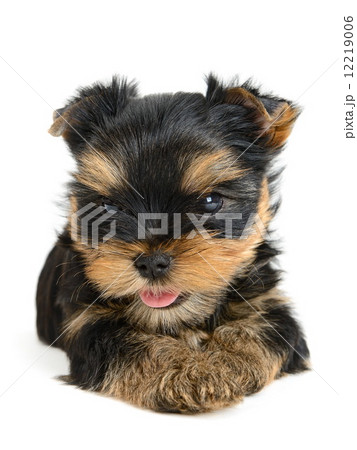 yorkshire terrier yorkshire terrier 12219006