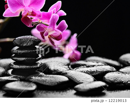 orchid 12219013