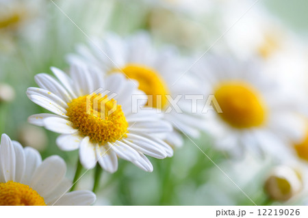 naure power 12219026