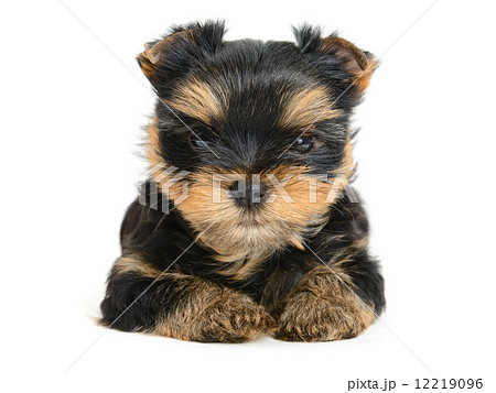 yorkshire terrier 12219096