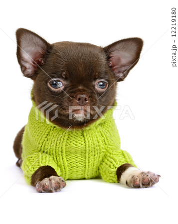 Chihuahua Chihuahua 12219180