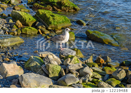Seagull 12219488