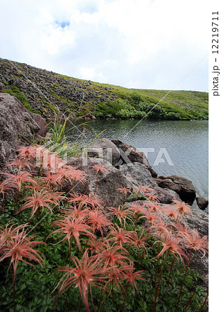 チングルマ 12219711