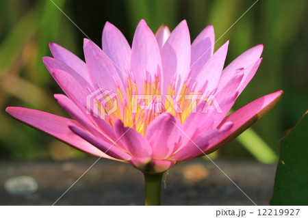Water Lily flower,close up of pink Water Lily flower in full bloom 12219927