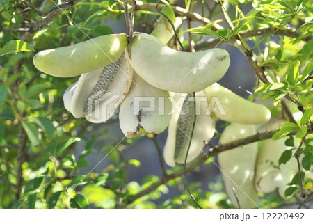 白アケビ 12220492