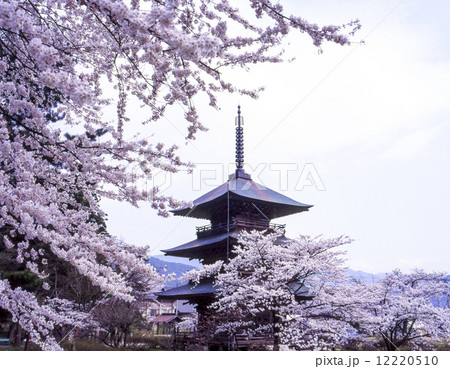 安久津八幡神社の三重塔と桜 12220510
