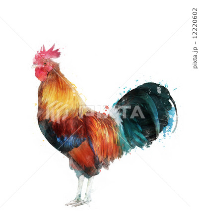 Watercolor Image Of Rooster 12220602