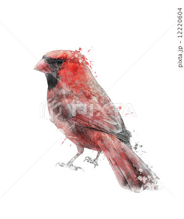 Watercolor Image Of Red Cardinal Watercolor Image Of Red Cardinal 12220604