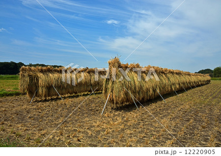 見沼田圃・稲穂干し　加田屋新田 12220905